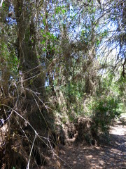 El Saler, localidad de Valencia en el Parque Natural de la Albufera (Comunidad Valenciana,España)