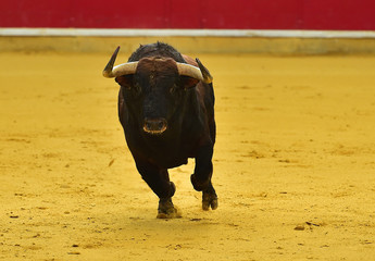 toro en españa