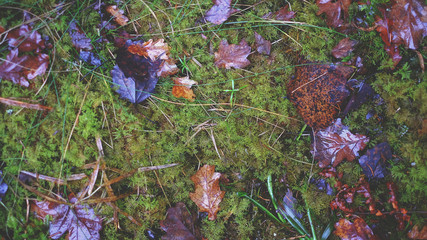 Moss and autumn leaves