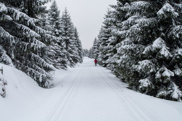 Obraz premium Winter forest with loipe for cross-country skiing.
