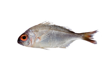 red sea bream fish isolated on white