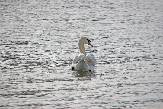 White swan swimming in the water looking from behind