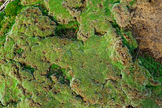 Green moss growing on old brick wall, Evergreen green moss in nature