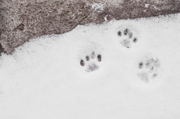 cat paw prints