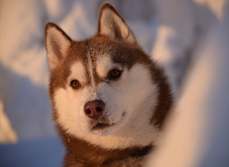 Siberian husky 