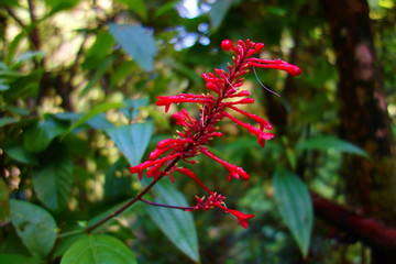 Endemic tropical flower in Topes de Collantes, Trinidad, Cuba