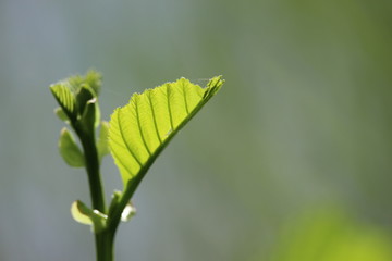 Young alder tree leaves in a sunshine.