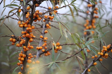 Branches of Common Sea Buckthorn with orange fruits in late autumn.
