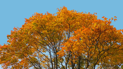 Maple tree branches with yellow and brown leaves in a clear sky background.