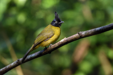 Black-crested bulbul perching on tree branch , Thailand