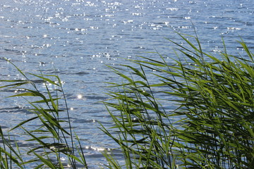Water grasses (Common Reed Grass) at surface of lake with little waves and sun reflections.