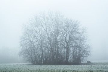 A cluster of trees with mist