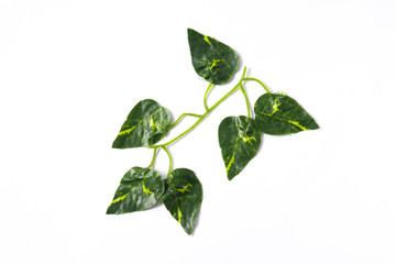 Tropical green leaves on white background. Top view.