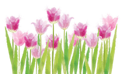 Vector beautiful pink  tulips flowers  isolated.