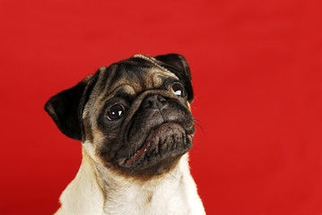 Mops sieht nach oben