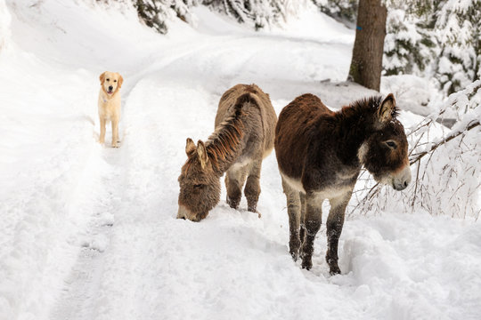 due asinelli e un cane sulla neve, in Val Canali, nel parco naturale di Paneveggio - Dolomiti