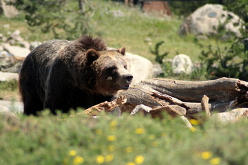 Female grizzly bear portrait. Wyoming, USA.