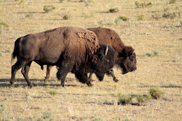 Naklejka na ściany i meble Buffaloes in the prairie, Custer State Park, South Dakota.