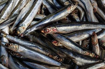 Fototapeta premium Lot of raw fresh anchovies fishes. Top view. Sea food background theme. Hamsi.