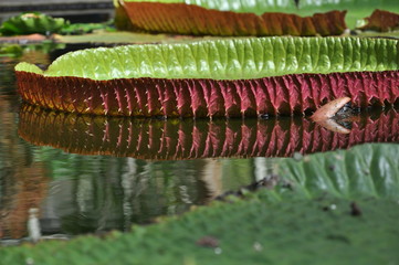 ninfea Euryale Ferox