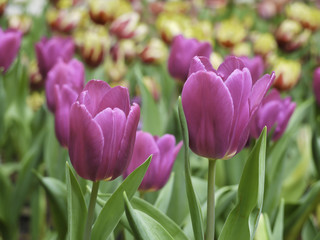 blooming purple tulips in the park