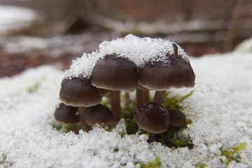 Grzyb ośnieżona grzybówka dzwoneczkowataośnieżone grzyby mycena tintinnabulum