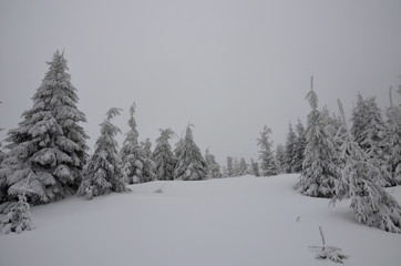 Forest with snow