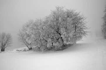 Tree with snow