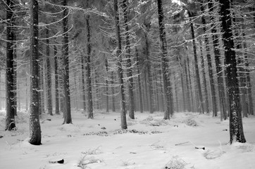 Frosty forest