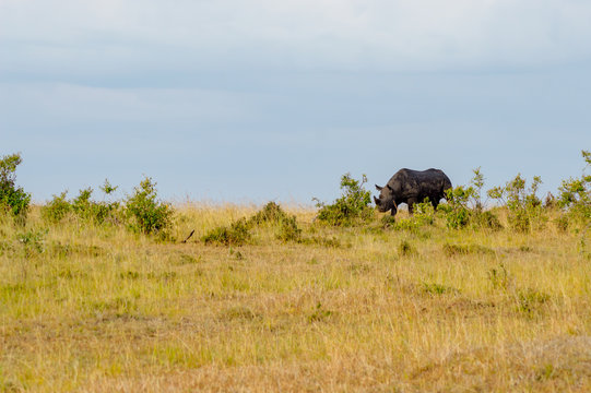 Lonely Rhinoceros grazing in the savannah of Maasai Mara Park in northern Kenya