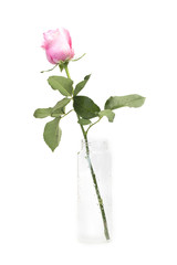 Pink rose in bottle on white background