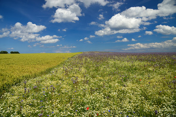 Phacelia-Feld an der Ostseeküste bei Eckernförde