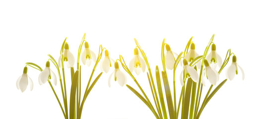 Schneeglöckchen © by-studio