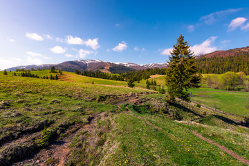 Obraz premium beautiful green valley in springtime. spruce forest on grassy slopes in the morning light. Borzhava mountain ridge with snowy tops in the distance under the blue sky with some clouds