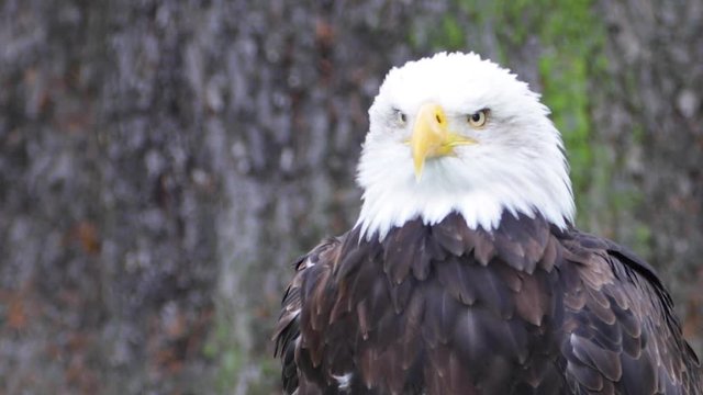 Bald Eagle screeching exhibits natural killer instinct (HD, Slo-Mo)