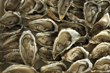 Huîtres ouvertes dans un plat