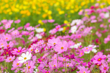 Cosmos flower field
