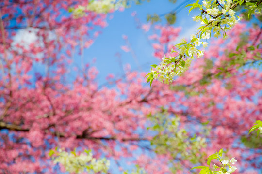 Wild Himalayan Cherry ( Prunus cerasoides ) ( Sakura in Thailand ) © Richman Photo