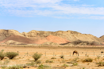Beautiful View of Sharjah Desert with Trees and Fence.