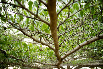 Brown branches Green foliage background