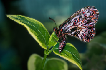 Fototapeta na wymiar Farfalla Macro