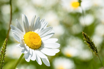 Daisy Flower on a Sunny Spring Day
