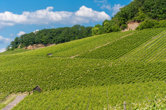 Weinberge am Gaffenberg in Heilbronn