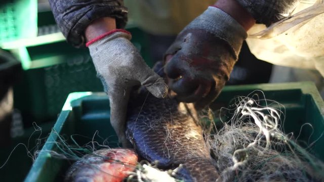 live fish are removed from the net