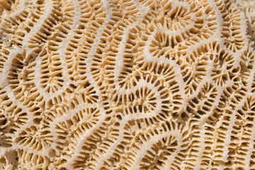 Coral fossil texture background