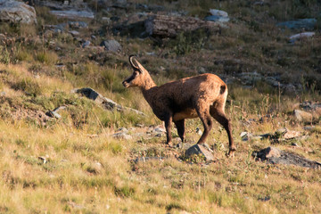 Camoscio (Rupicapra rupicapra) in alta Valnontey, nel Parco Nazionale del Gran Paradiso