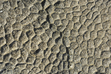 Coral fossil texture background