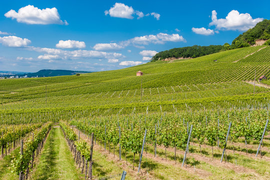 Weinberge am Gaffenberg in Heilbronn