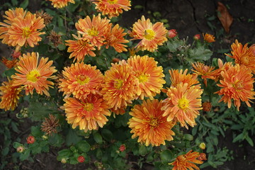 Orange flowers of  Chrysanthemum in mid October