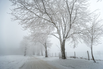 Country road leading among frozen trees in Bakony Forest, Hungary